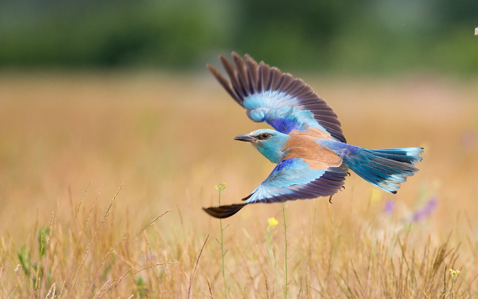 爱游戏ayx-英超球队基于实时数据调整高位逼抢战术效率分析，英超当下最流行的战术打法, 或将引领世界足球潮流!