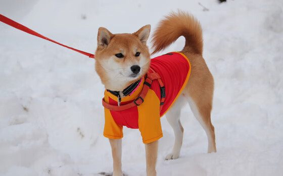 爱游戏体育入口-乒乓球队国际比赛战绩喜人,乒乓球国际大赛冠军