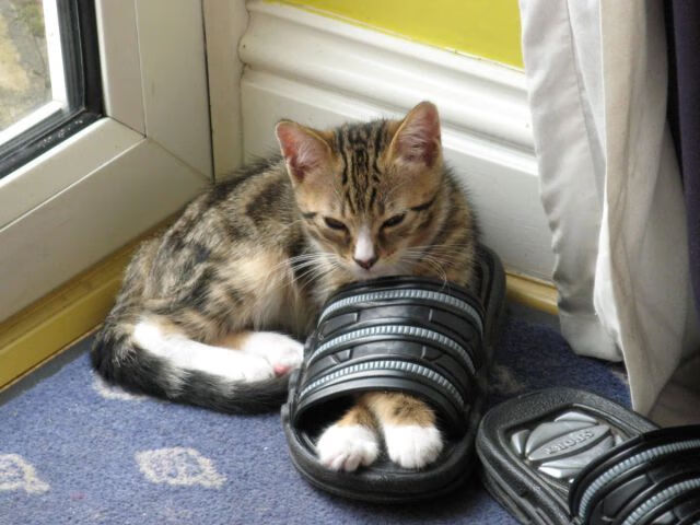 爱游戏体育入口-大学篮球联赛积极推进赛季管理提升赛事规范化水平，大学篮球赛怎么编排赛制