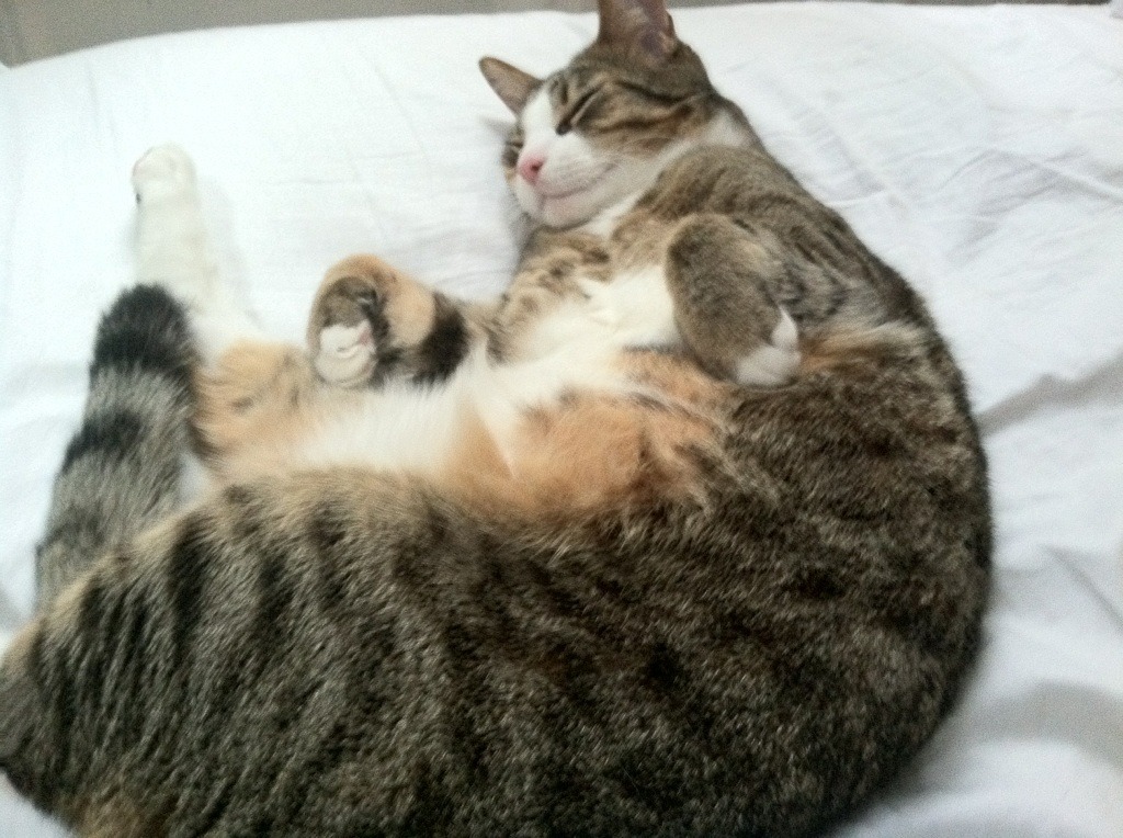 爱游戏体育下载-巴黎圣日耳曼继续领跑法甲,提前锁定冠军目标