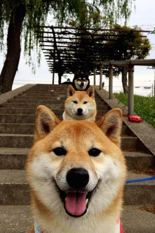 爱游戏app安装-法国橄榄球队在国际赛场上表现稳健，展现强大实力，法国橄榄球俱乐部