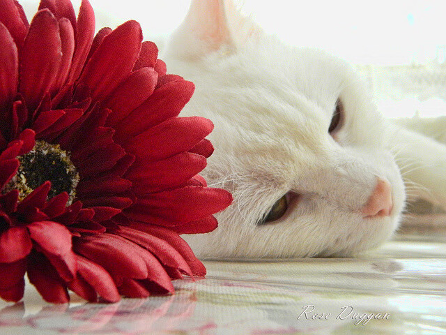 爱游戏体育入口-法甲新星崭露头角:天天向上,未来可期!,天天向上足球解说