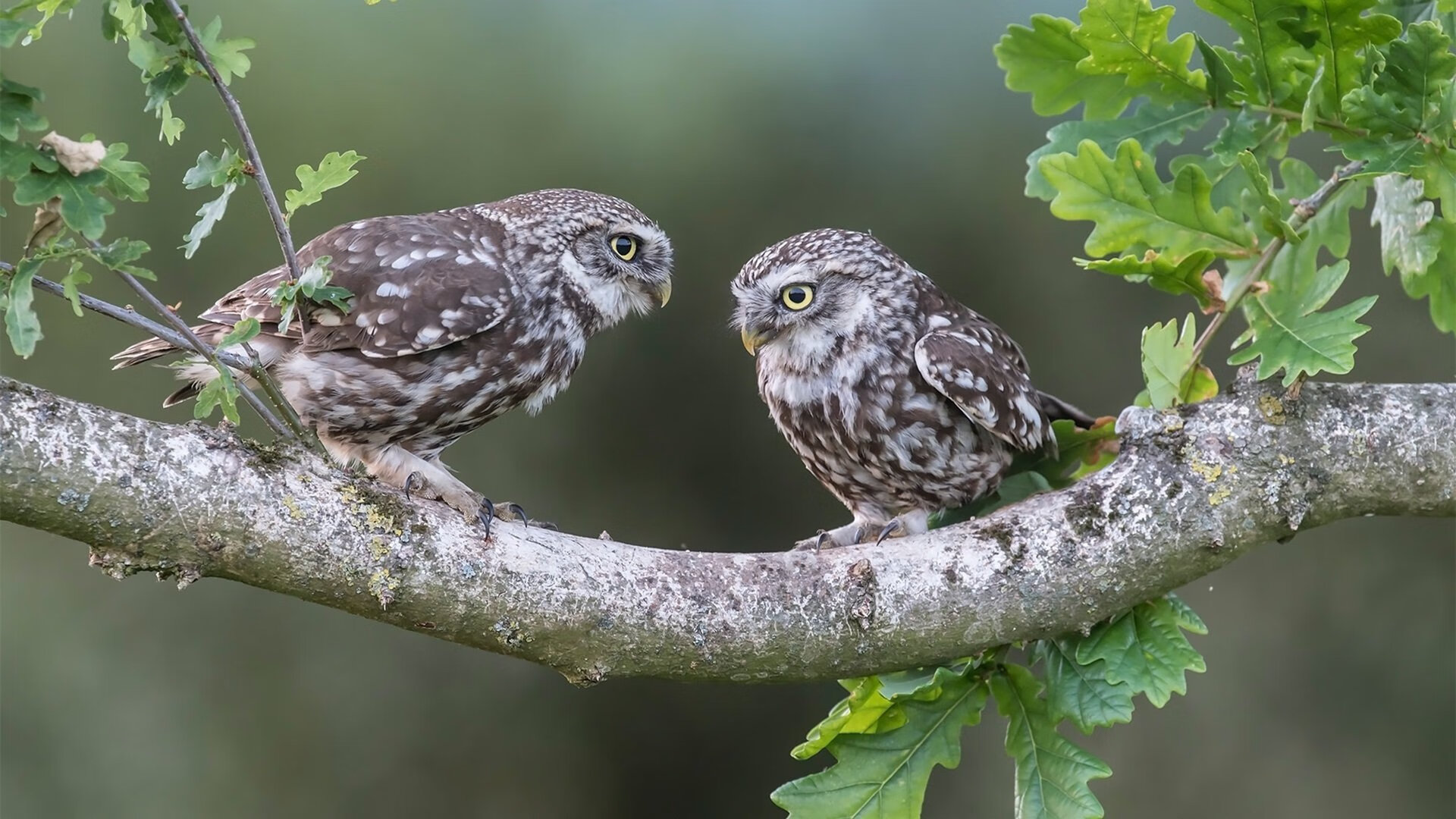 爱游戏体育官网-独行侠训练中出现对抗赛段拍摄花絮，独行侠队战术